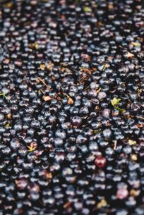 Grains de raisins, table de tri domaine de l'Hortus