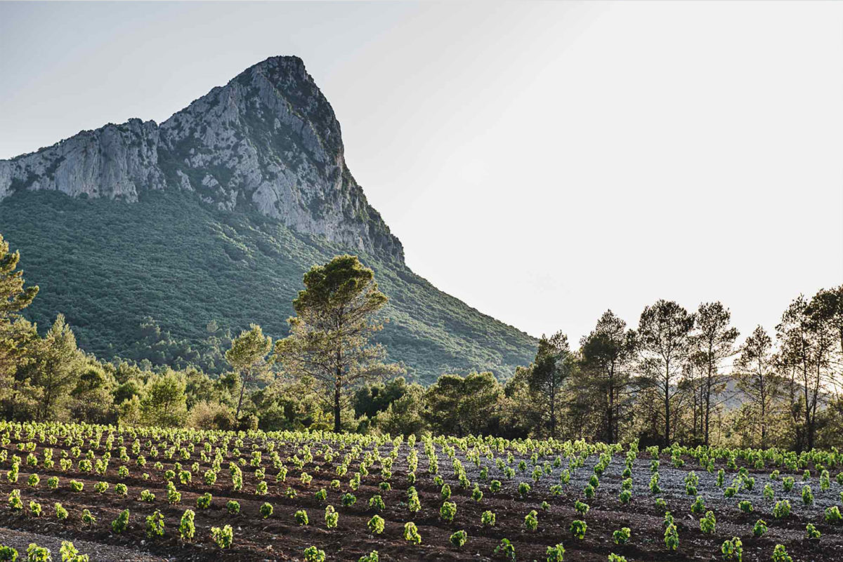 Pic saint loup et rangées de nouveaux pieds de vignes au domaine de l'Hortus